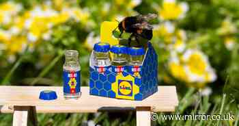 Lidl launches mini 'bee-ers' six pack with sugar syrup to revive fading bees