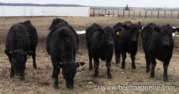 What makes an accurate beef balance sheet forecast?