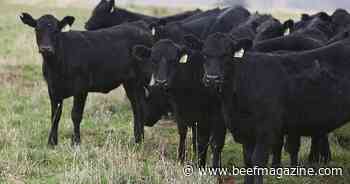 Slaughter cow price may have peaked