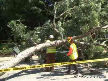 Giant oak tree comes down in downtown Raleigh's Nash Square, closing Martin Street