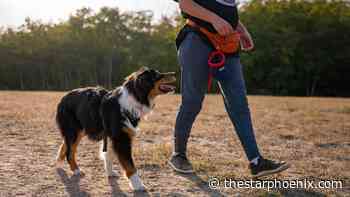 Behaviour training ensures a better dog park experience