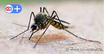 Experte: Darum gibt es so viele Mücken in Schleswig-Holstein