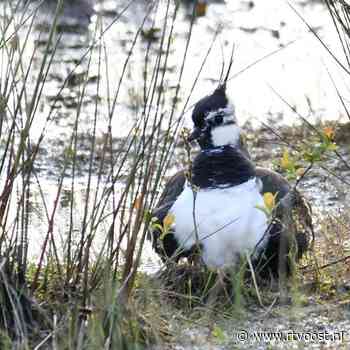 De hoogwaterpiek zorgt voor een kaalslag in de nesten weide- en watervogels