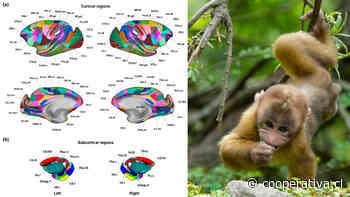 Científicos chinos trazan mapa del cerebro de un macaco