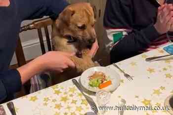 Polite pup sits down at dining table and enjoy Sunday roast with family