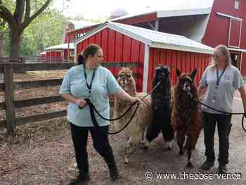Three alpacas now call Sarnia park's animal farm home