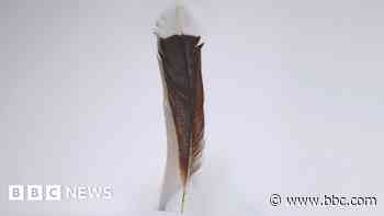 World's most expensive feather sold at auction