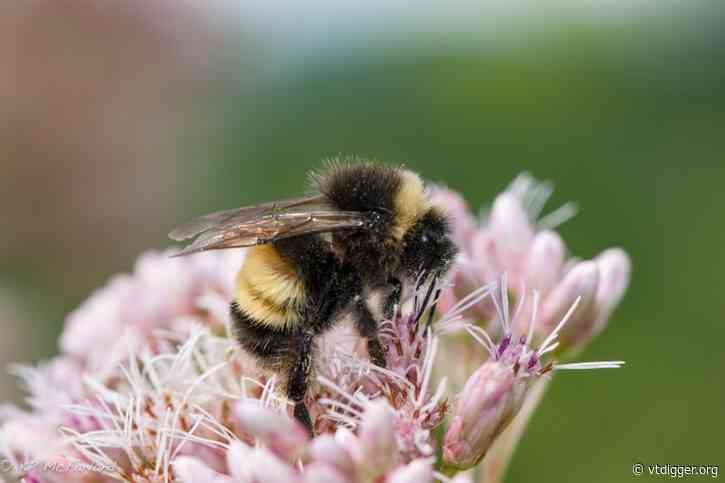 Phil Scott vetoes bill that would ban some uses of pollinator-harming pesticides