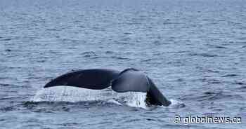 Remains of endangered North Atlantic whale found off N.S. southwestern shore