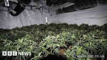 Hundreds of cannabis plants found in police raid