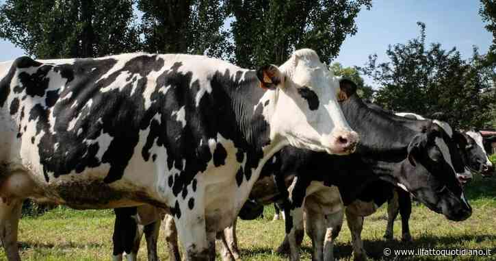 Aviaria, contagiato un bracciante agricolo negli Usa: è il secondo caso legato a un focolaio tra le mucche