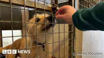 Dog rescue sector 'at breaking point' charity says