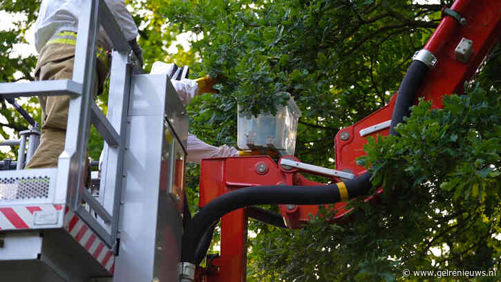 Brandweer verwijdert groot wespennest uit boom boven woning