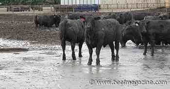 Post-storm strategies for feedlot cattle producers