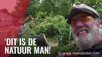 Zes bomen gesneuveld door storm op Hugo de Vrieslaan