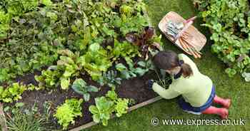 Common gardening mistakes to avoid when installing raised beds on your property