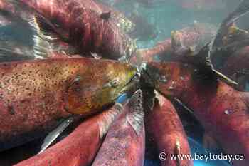 Canada and U.S. suspend all fishing for Canadian-origin Yukon River Chinook salmon