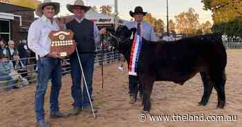 Limousin wins biggest Casino Beef Week led steer