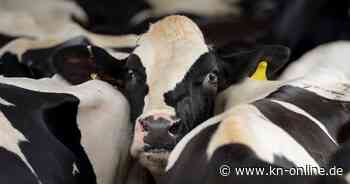 USA: Zweiter Mensch nach Kontakt mit Kühen positiv auf Vogelgrippe getestet