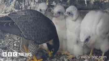 Competition to name four peregrine falcon chicks