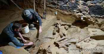 Österreich: Winzer entdeckt bis zu 40.000 Jahre alte Mammutknochen