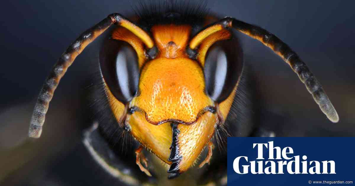 The truth about Asian hornets: how terrified should humans and honeybees actually be?