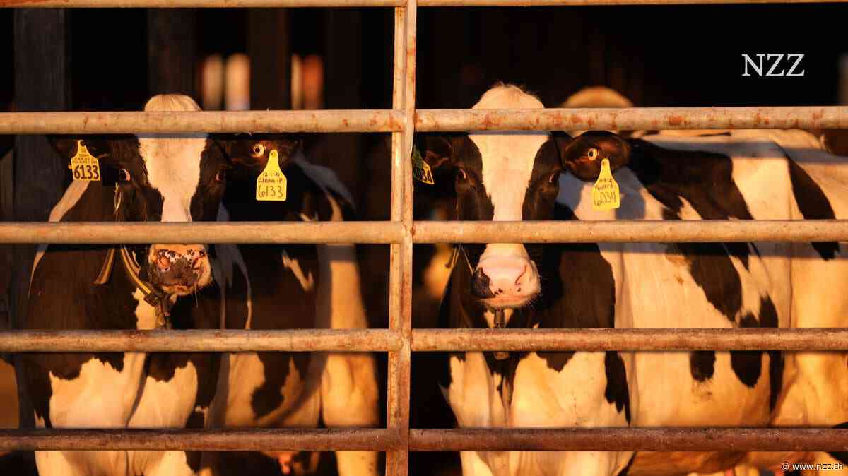 Zweiter Mensch nach Kontakt zu einer Kuh in den USA mit Vogelgrippe infiziert