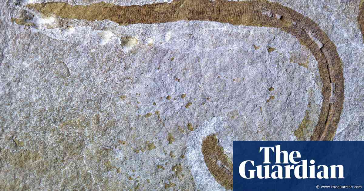 Remnants of prehistoric marine worm unearthed in Herefordshire