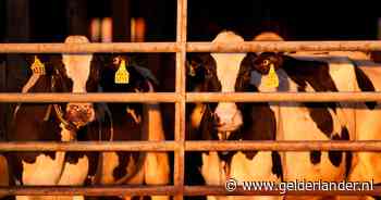 Tweede menselijk geval van vogelgriepbesmetting door koeien in VS: ‘Virus verspreidt zich massaal’