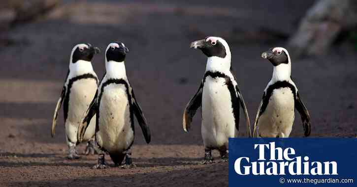 Penguins in peril: why two bird charities are taking South Africa’s environment minister to court