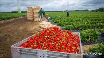Bitte nicht noch mehr Regen: Erdbeerbauern fürchten um ihre Ernte