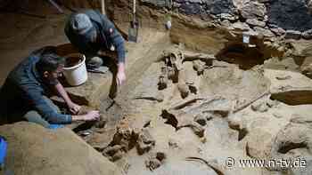 Außergewöhnlicher Fund: Mammutknochen im Weinkeller ausgegraben