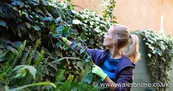 Gardening experts share 'only way' to get rid of English ivy in your garden