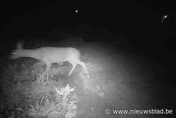 Wildcamera Hoogmolenbrug draait overuren: ree, vos en marter maken oversteek Albertkanaal via ecostrook