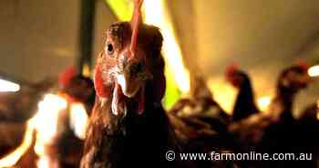Bird flu detected at second chicken farm in Victoria