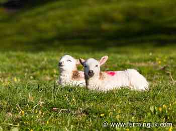 Cold and wet spring reduces nematodirus threat to 2024-born lambs