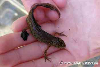 Molenbeekvallei krijgt nieuwe poelen, grachten, dammetjes en stuwen: en daar profiteert deze zeldzame salamander van