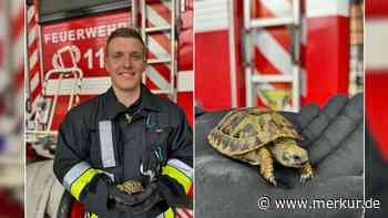 „Schildkröte im Müll gefunden“: Feuerwehr nimmt Henry vorübergehend auf