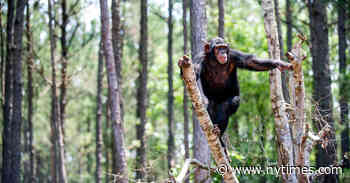Fate of Retired Research Chimps Still in Limbo