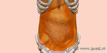 Buikvlies: de glibberige organizer die je organen op hun plek zet