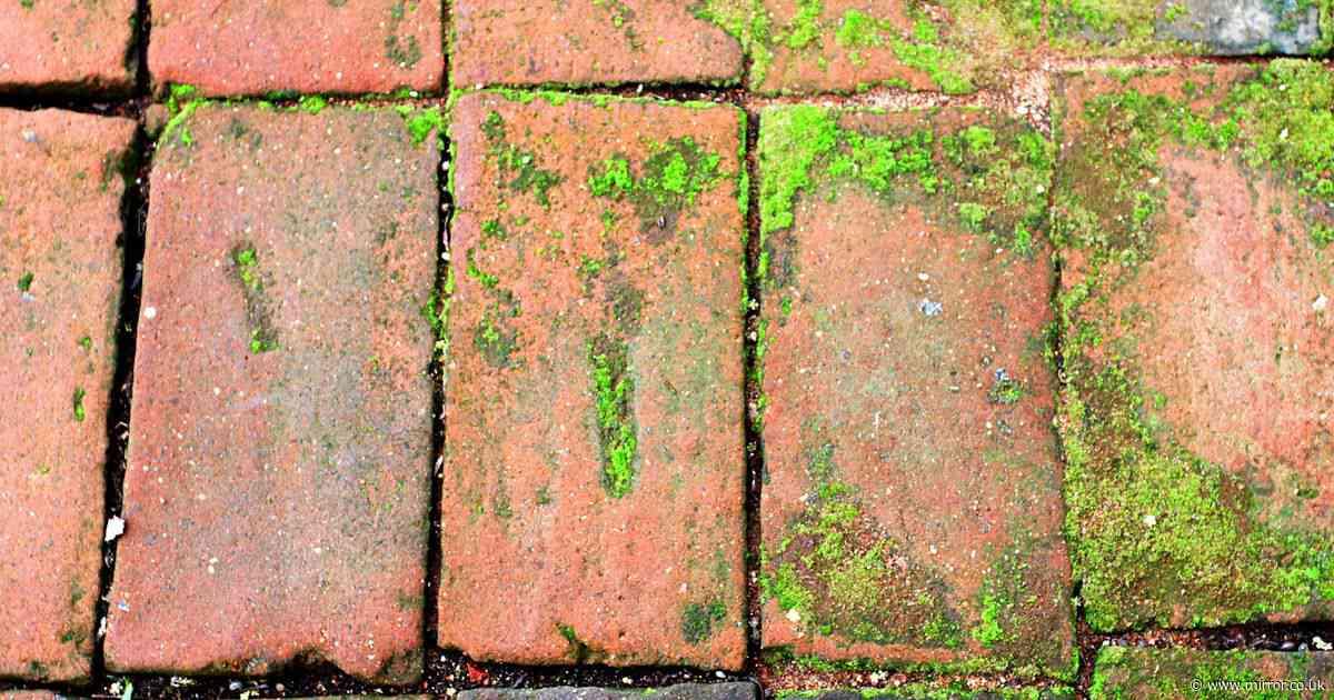 'Magic' solution removes green algae from patio without using pressure washer