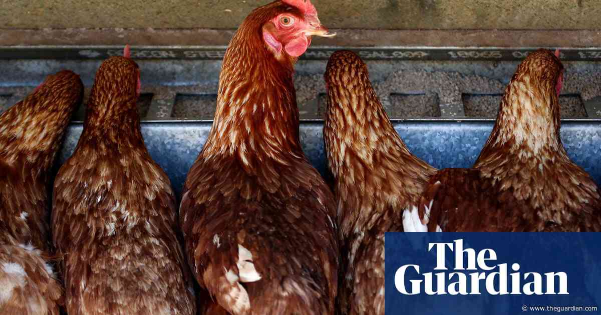 Bird flu detected at second Victorian farm as separate outbreak found in Western Australia