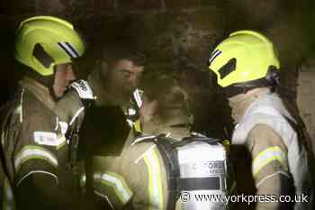 York based fire crews rescue deer who was stuck in gate