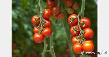 Tomatenprijzen vallen tegen in april