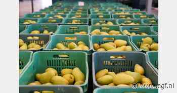 Mexico heeft mogelijk tekort mango's