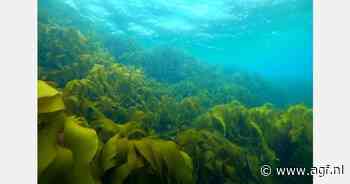 "Zeewierbossen kunnen oplossing zijn om klimaatverandering te verzachten"