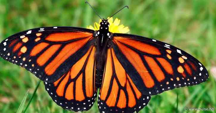Why we no longer see butterflies in our backyard