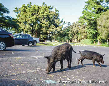 Hawaii island considers new ways to control feral pig population