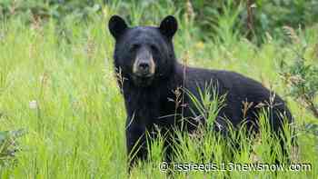 Black bear spotted again in Virginia Beach