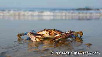 Concerns remain around Chesapeake Bay's blue crab population